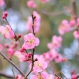 【グループLINE】子供の習い事ママ友に、あけおめLINE・新年の挨拶メール【例文】