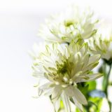 親が亡くなったことを知らせる(事後報告で葬儀も終わっている)メール・手紙・ハガキ例文・書き方