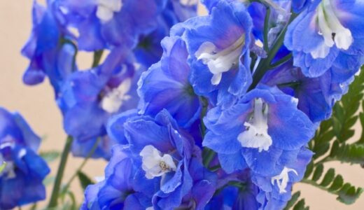 取引先社員の親(父/母)が亡くなった際のお悔みメール例文・LINEでのお悔み申し上げます・注意点とマナー