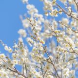 「偉い」意味は？言い換えは？ビジネスでも使える？深読みされない失礼がない使い方例文