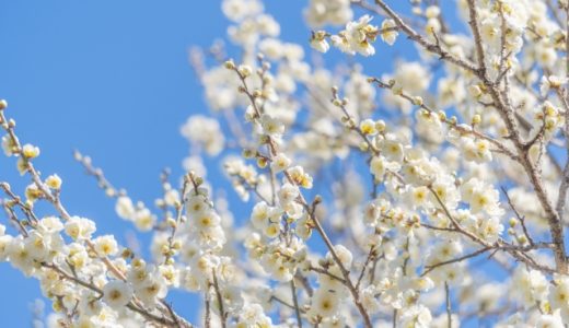 「偉い」意味は？言い換えは？ビジネスでも使える？深読みされない失礼がない使い方例文