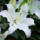 ｢会社関係の葬式参列｣の作法・マナーを徹底解説|知らなかったでは済まされない大切なこと